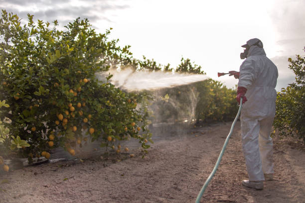 Best Local Pest Control Services  in Fallon, NV