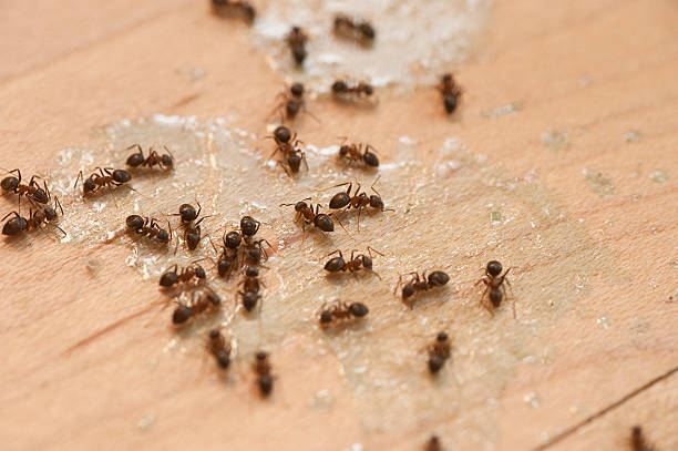 Best Commercial Pest Control Services  in Fallon, NV